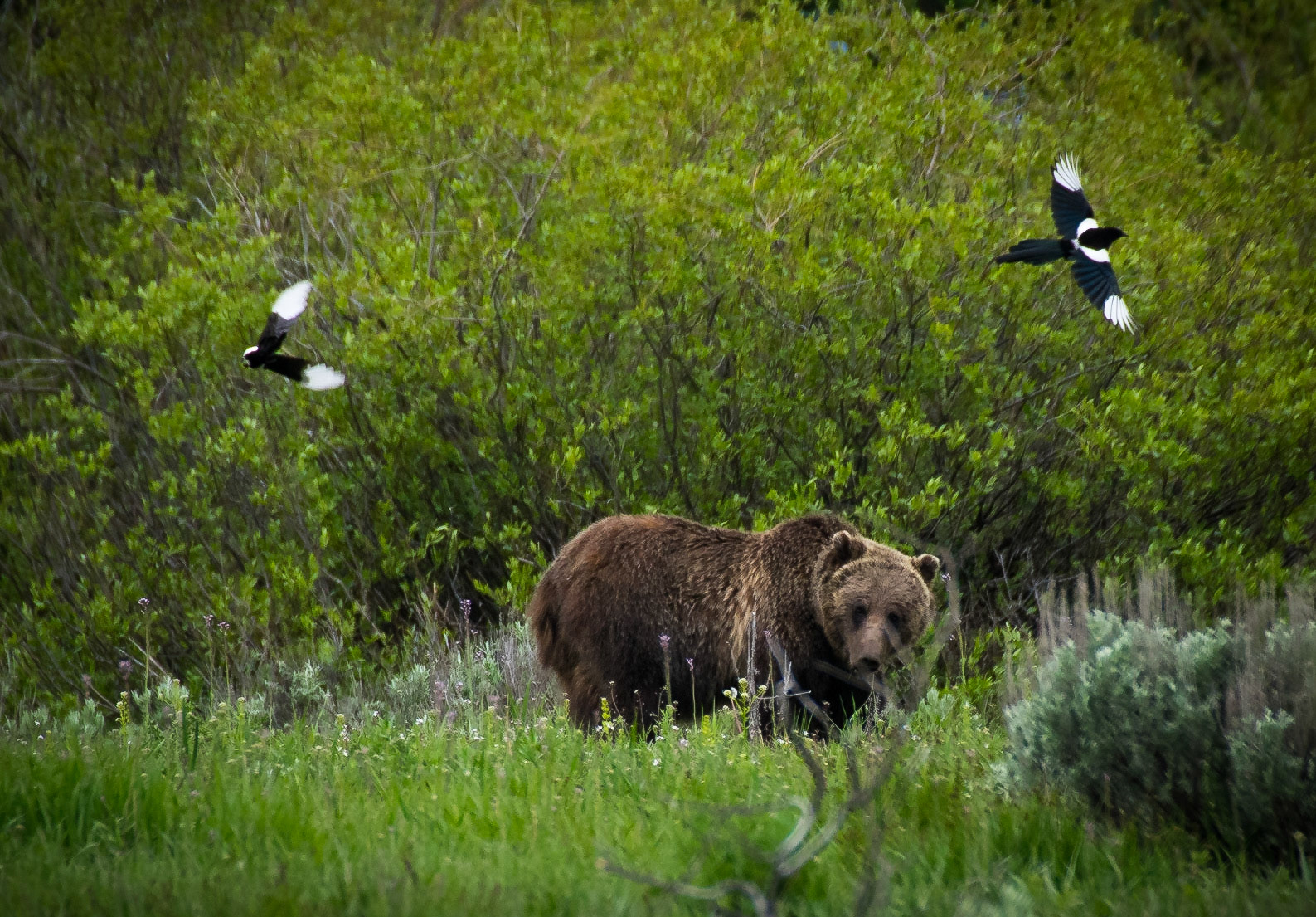 A grizzly bear interrupted from digging by a couple of magpies.Grand Teton National Park19 June 2014PENTAX K-3, Sigma 50-500mm f/4.5-6.3 APO DG OS HSM SLDISO 1250 450 mm  ¹⁄₅₀₀ sec at ƒ / 7.1Prints of my work are available from my website at http://www.fingolfinphoto.comFollow me on Facebook at http://www.facebook.com/fingolfinphoto or http://www.facebook.com/pesterleAlso, http://500px.com/pesterle   http://www.flickr.com/photos/fingolfinphoto