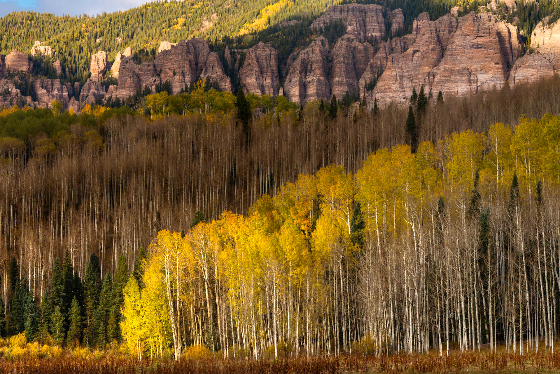 Aspens in the Cimmaron River Valley.  Some of them have completed their seasonal defoliation cycle.  Some are in the midst of it.  And some are just getting started. Those that share a the same roots also share their cycle.  A single grove of aspens can all share a common root system, making it one of the largest living organisms on the planet. Uncompahgre National ForestColoradoSeptember 28, 2017PENTAX K-1, TAMRON 28-300mm F3.5-6.3 Ultra zoom XRISO 100 100 mm  ⅕ sec at ƒ / 14
