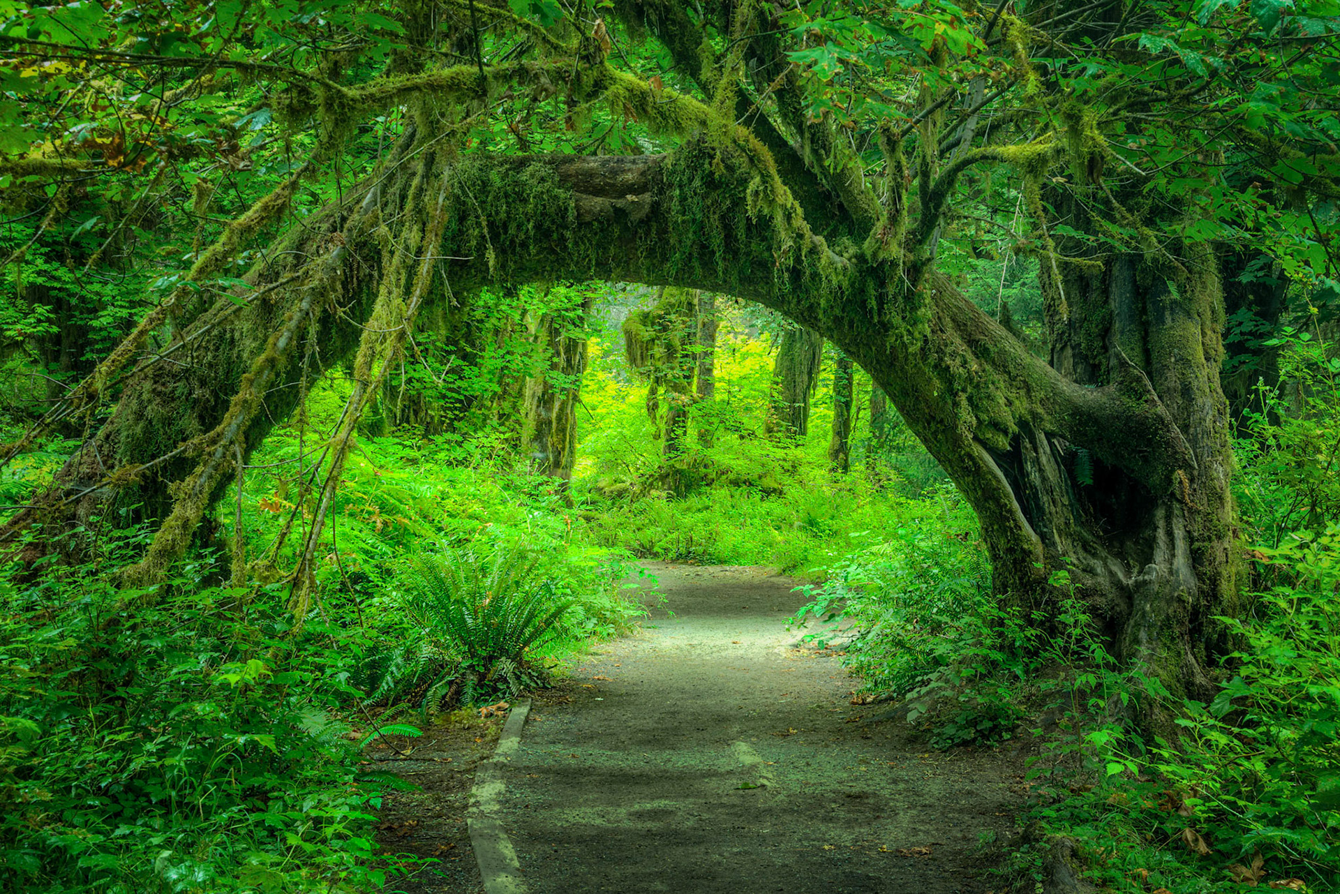 A natural arboreal arch in the Hall of Mosses in the Hoh Rainforest.Olympic National ParkWashingtonAugust 2, 2016This is an HDR image consisting of 5 exposures merged in Photomatix Pro. Additional processing in Lightroom and Photoshop.PENTAX K-1, TAMRON 28-300mm F3.5-6.3 Ultra zoom XRISO 100 39 mm  5.0 sec at ƒ / 11