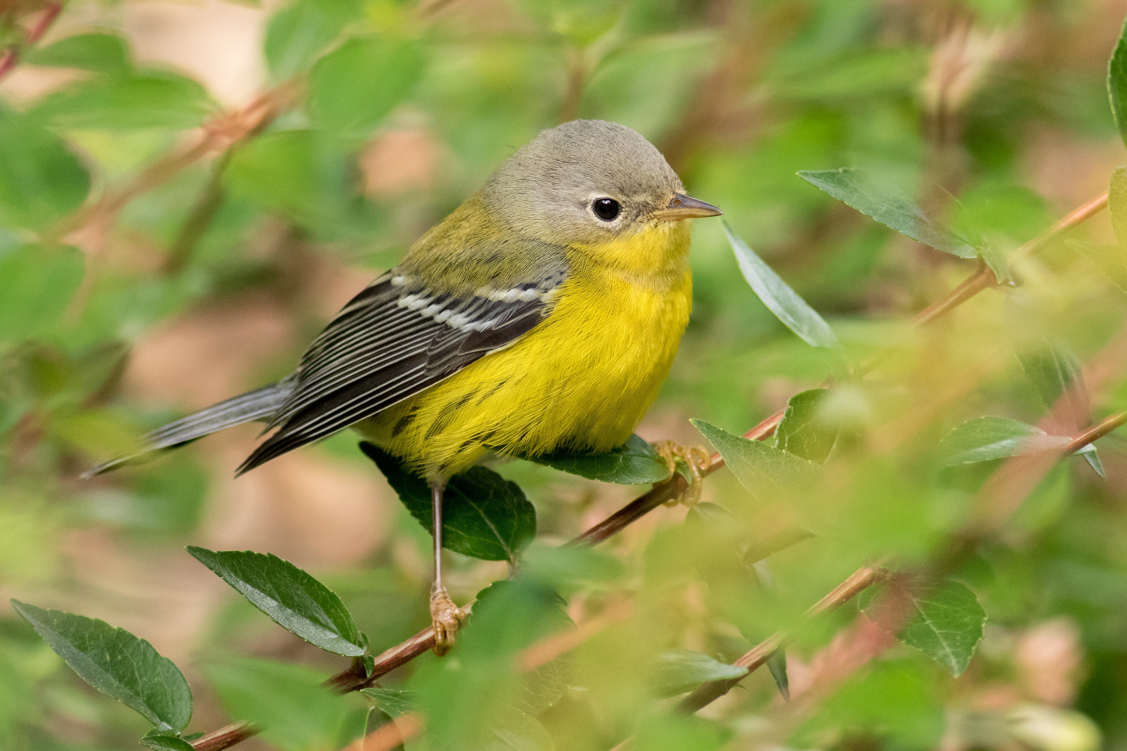 August Davidson-Onsgard - BIRDS