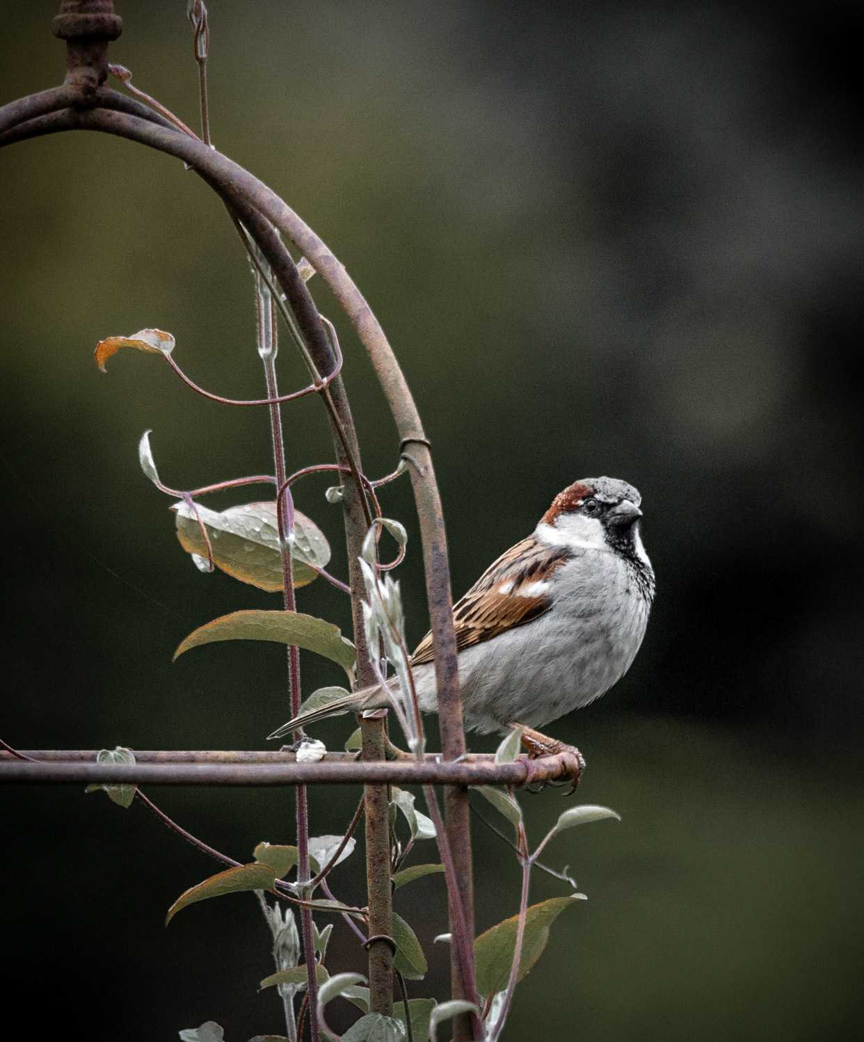 House Sparrow