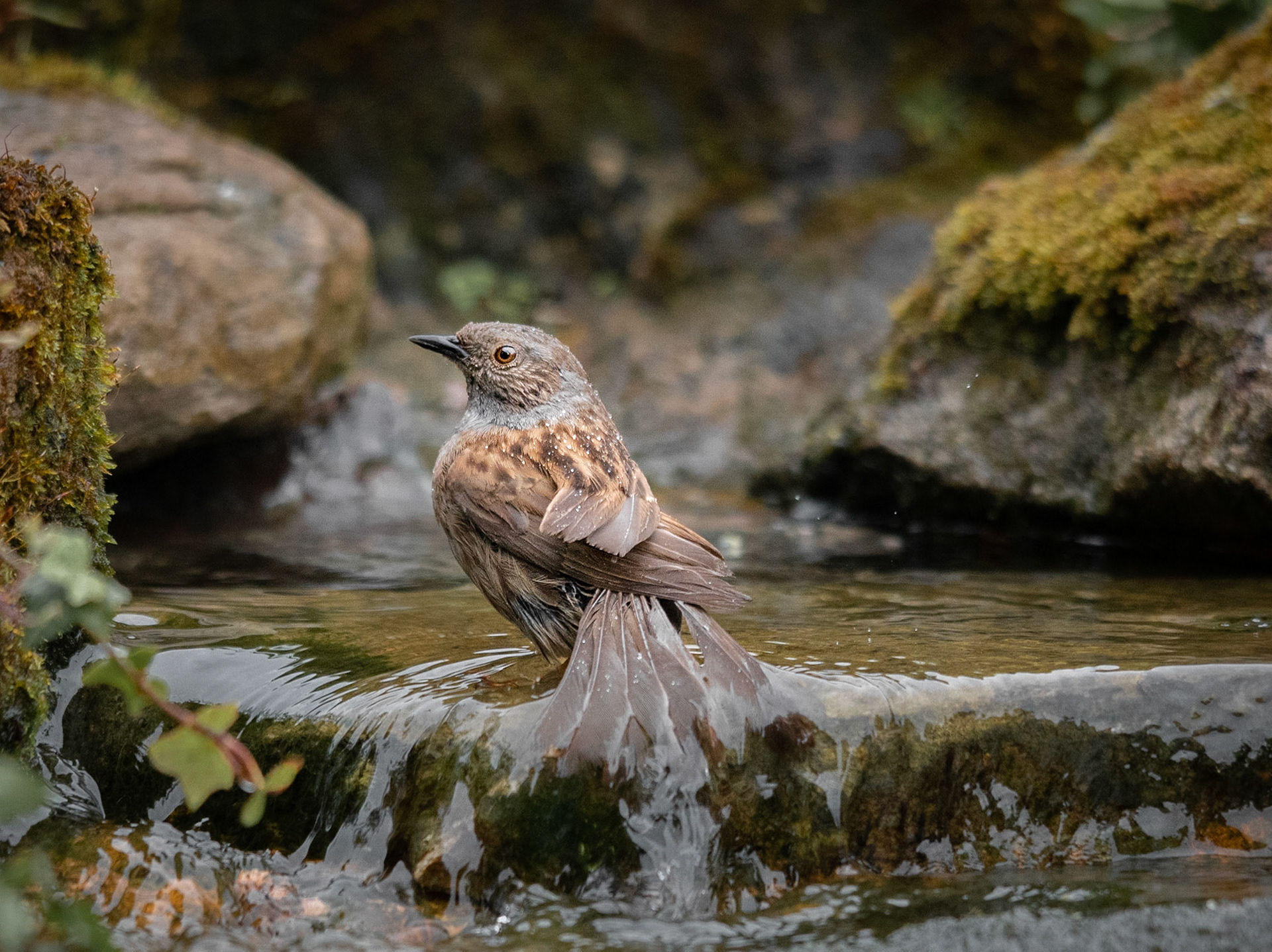 Dunnock