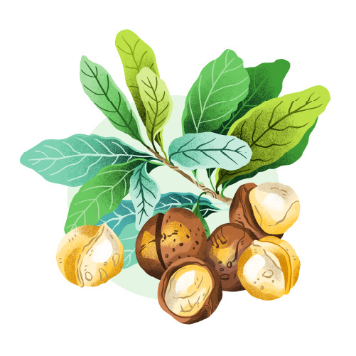 Macadamia