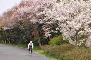 せんなん里海公園の桜並木