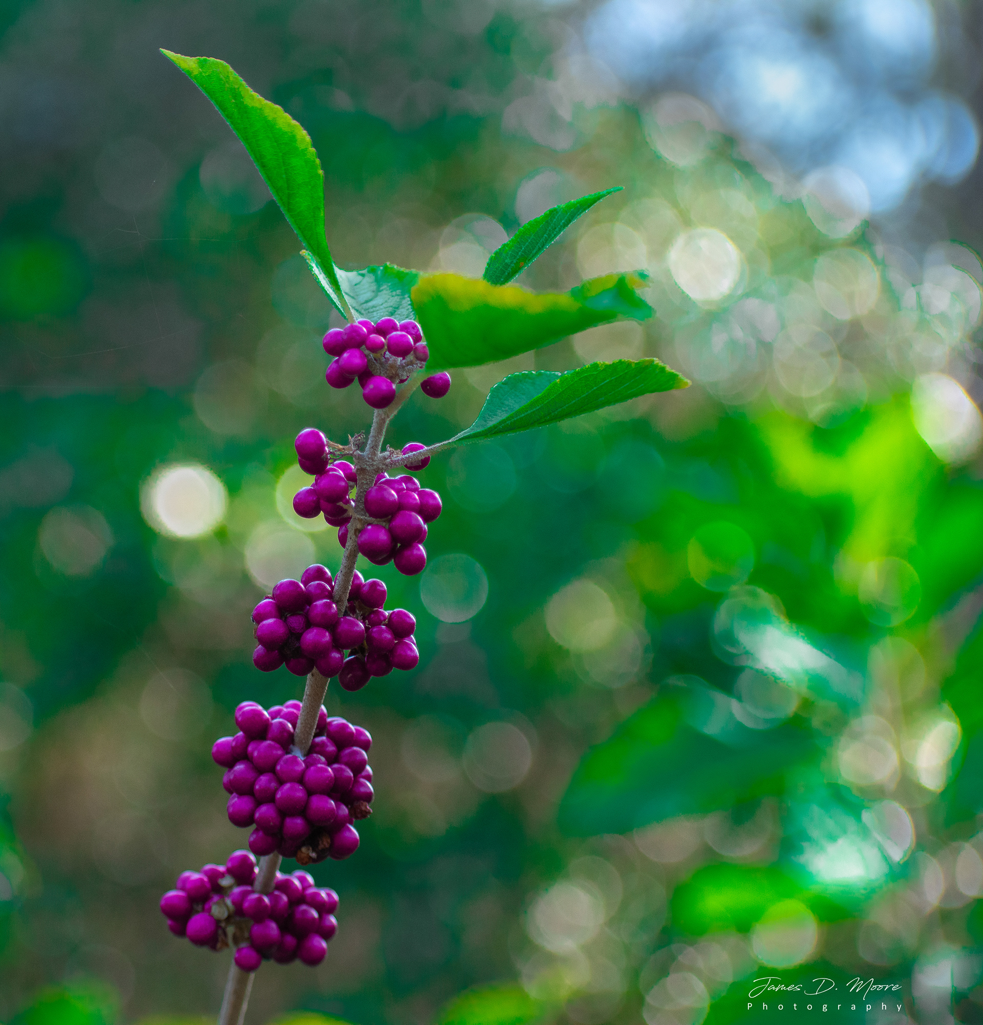 Amethyst Japanese Beautyberry