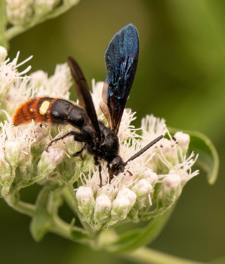 David H. M. Gray Photography - Blue-Winged Wasp