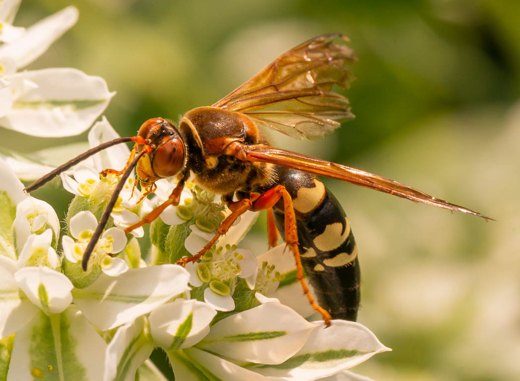 David H. M. Gray Photography - Eastern Cicada Killer