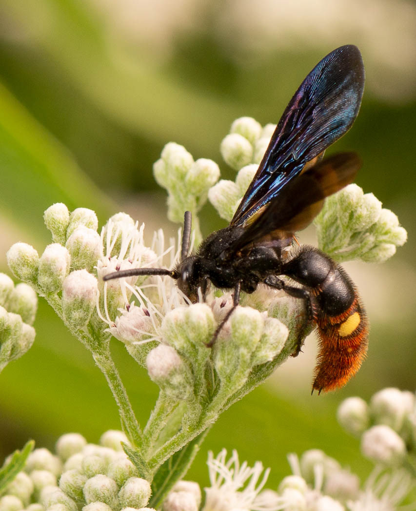 David H. M. Gray Photography - Blue-Winged Wasp