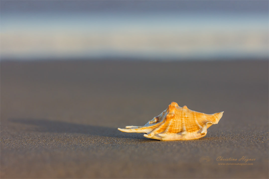 Shell on the beach