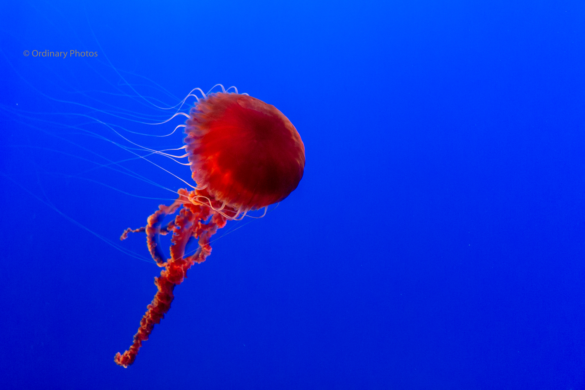 Kwallen in het Monterey Bay Aquarium