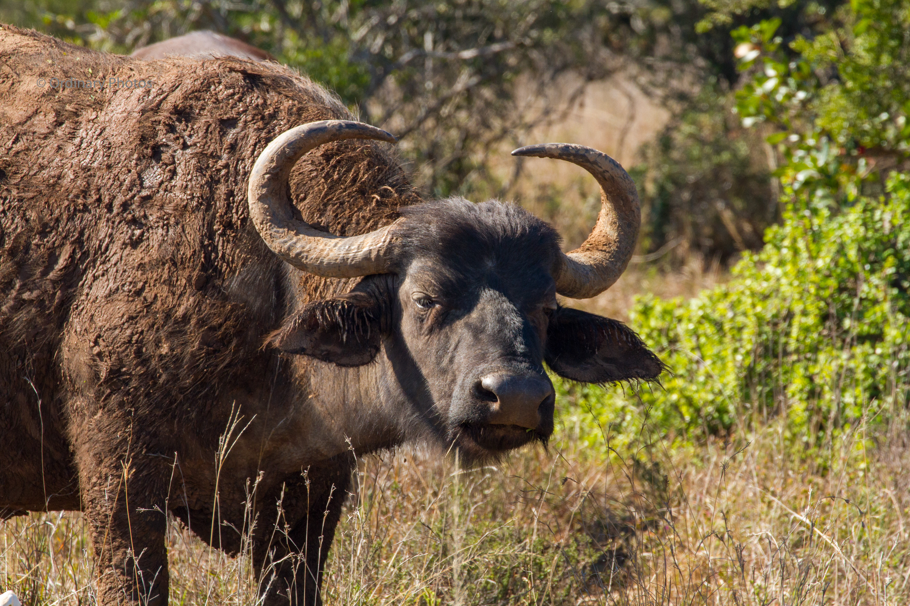 Een Afrikaanse buffel in het Schotia Safaris Private Game Reserve
