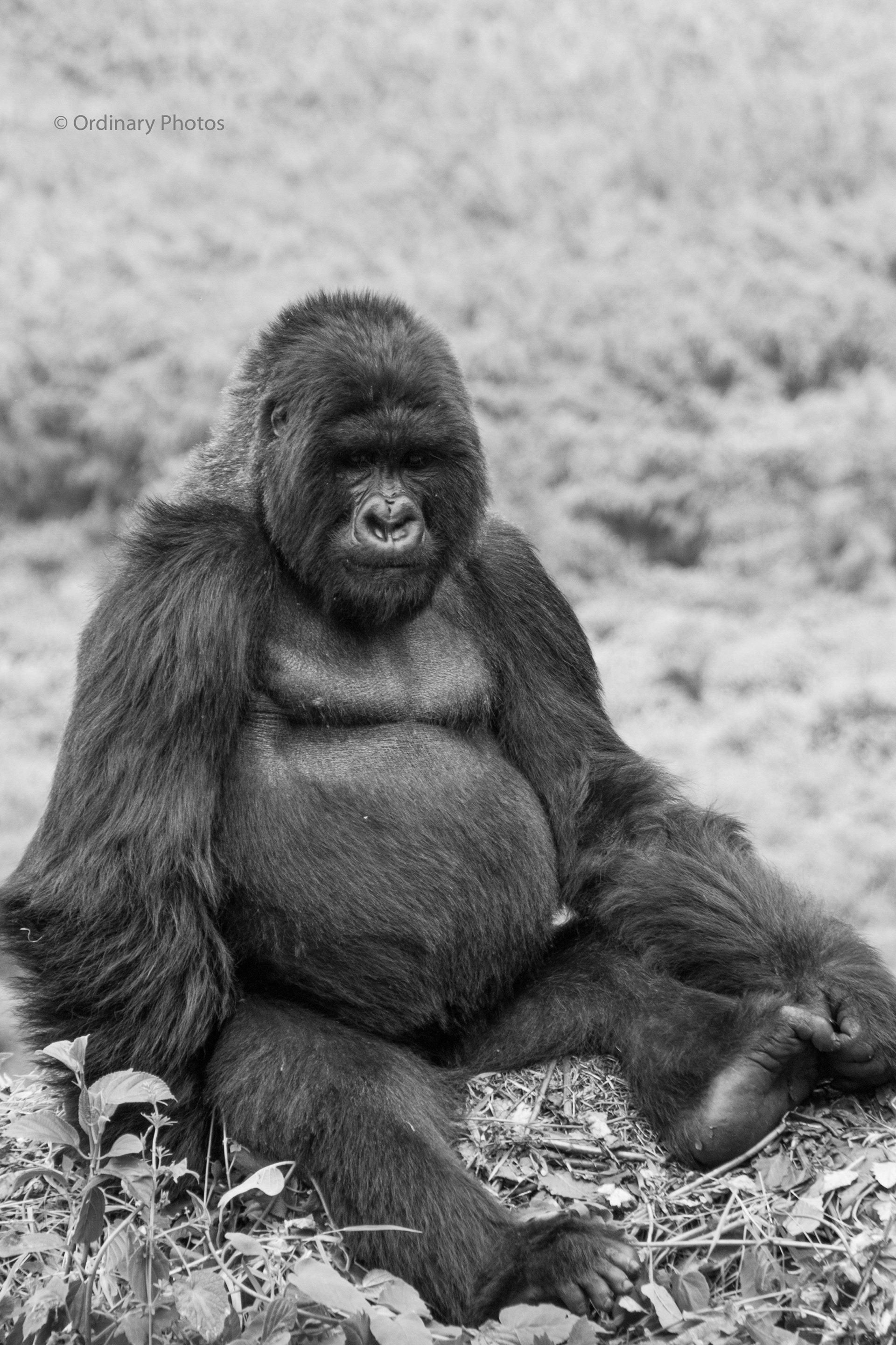 Een zilverrug gorilla in het Volcanoes National Park in Rwanda