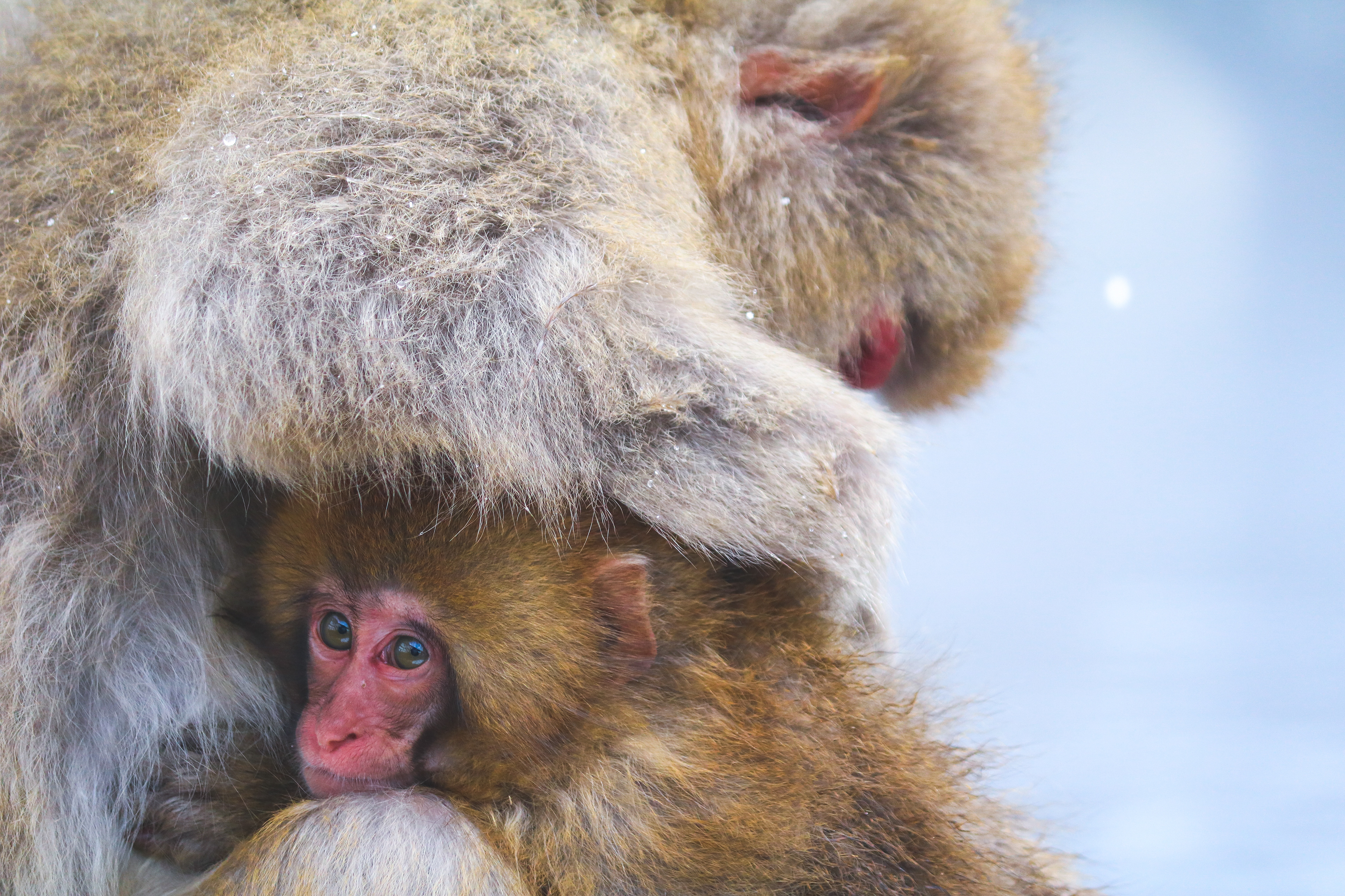 Baby snow monkey being groomed, Japan, 2019