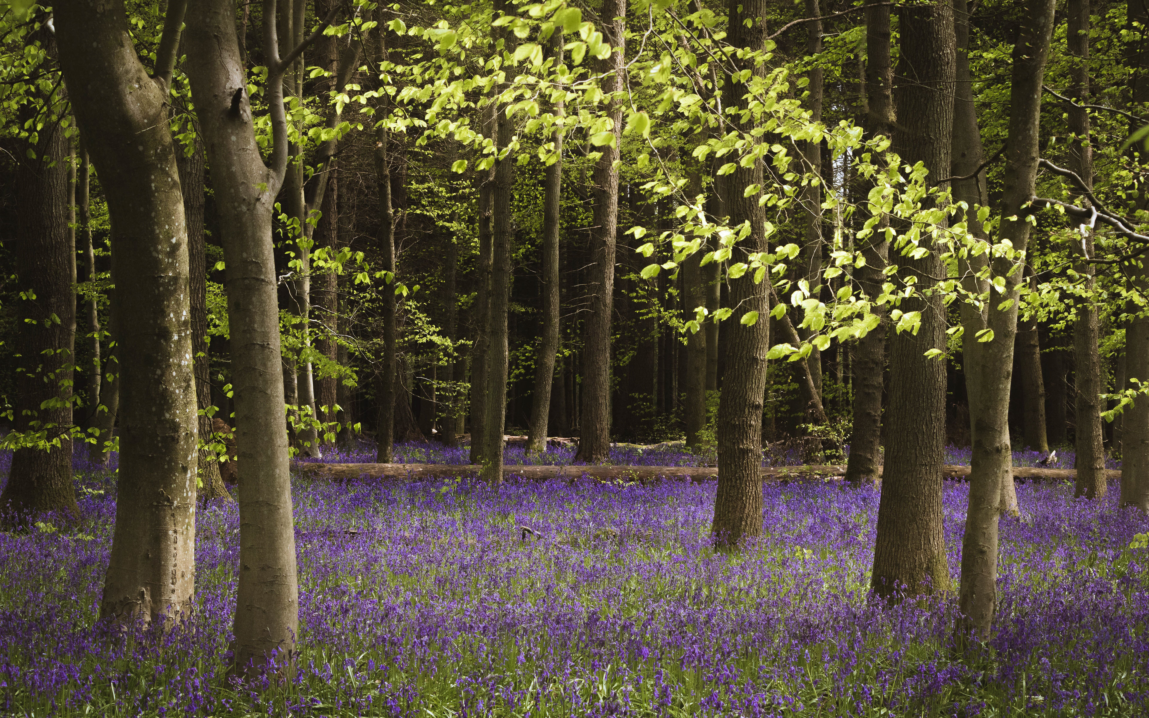 Bluebells at Ashridge Estate, UK, 2021