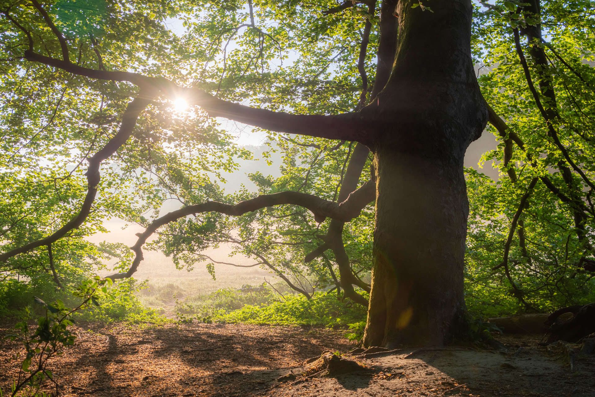 Amsterdamse Bos, Amsterdam