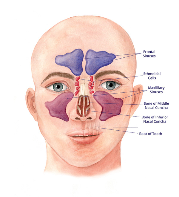 Emma Scheltema Illustration - Visual Guide to Ear, Nose, Throat Pathology