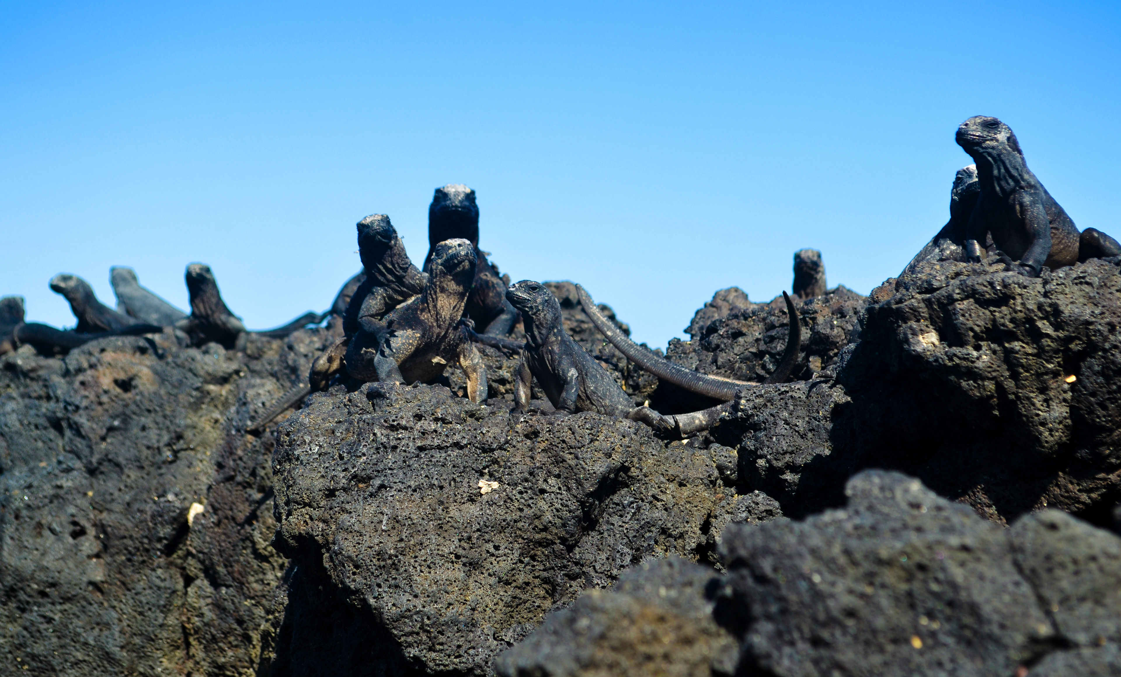 These creatures are marine iguanas. They live atop the rocky outcrops and cliffs across the islands, absorbing the solar heat. The white spots on their heads are salt residue that they shoot out of nostrils on their head.