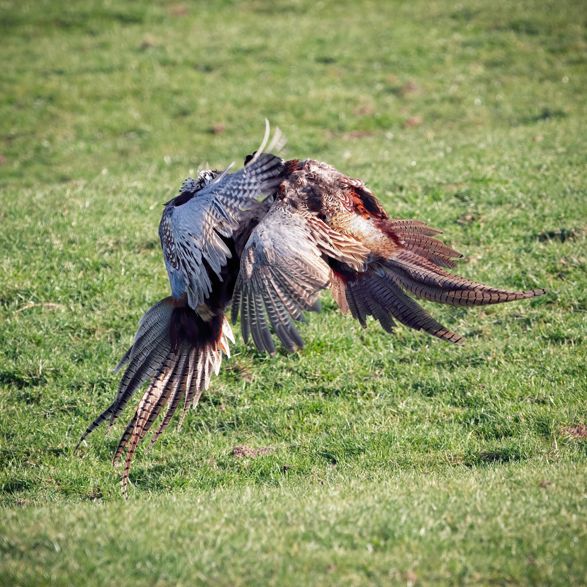 Pheasant Wars 7