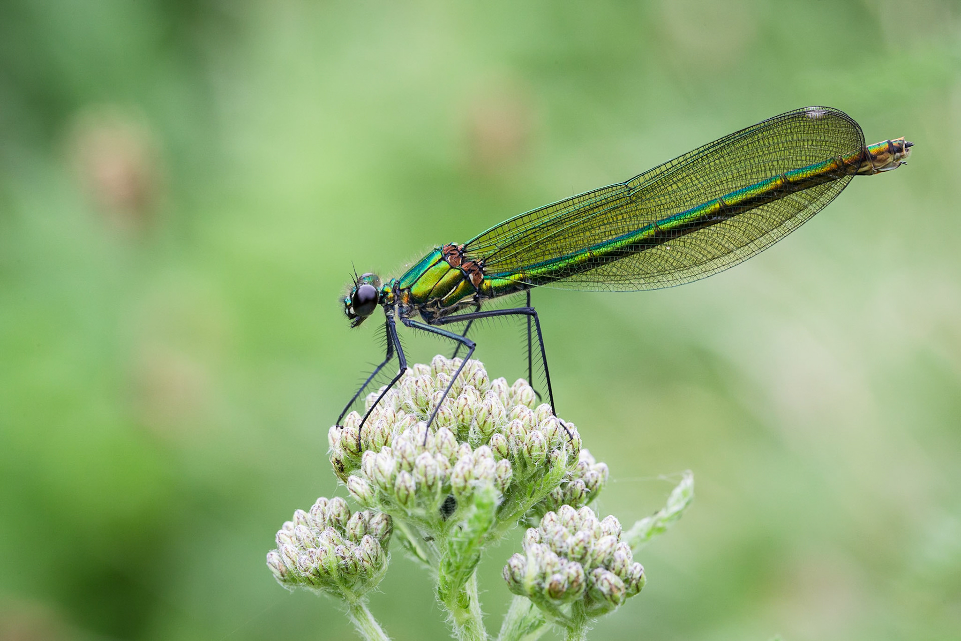 Banded Demoiselle Female 2