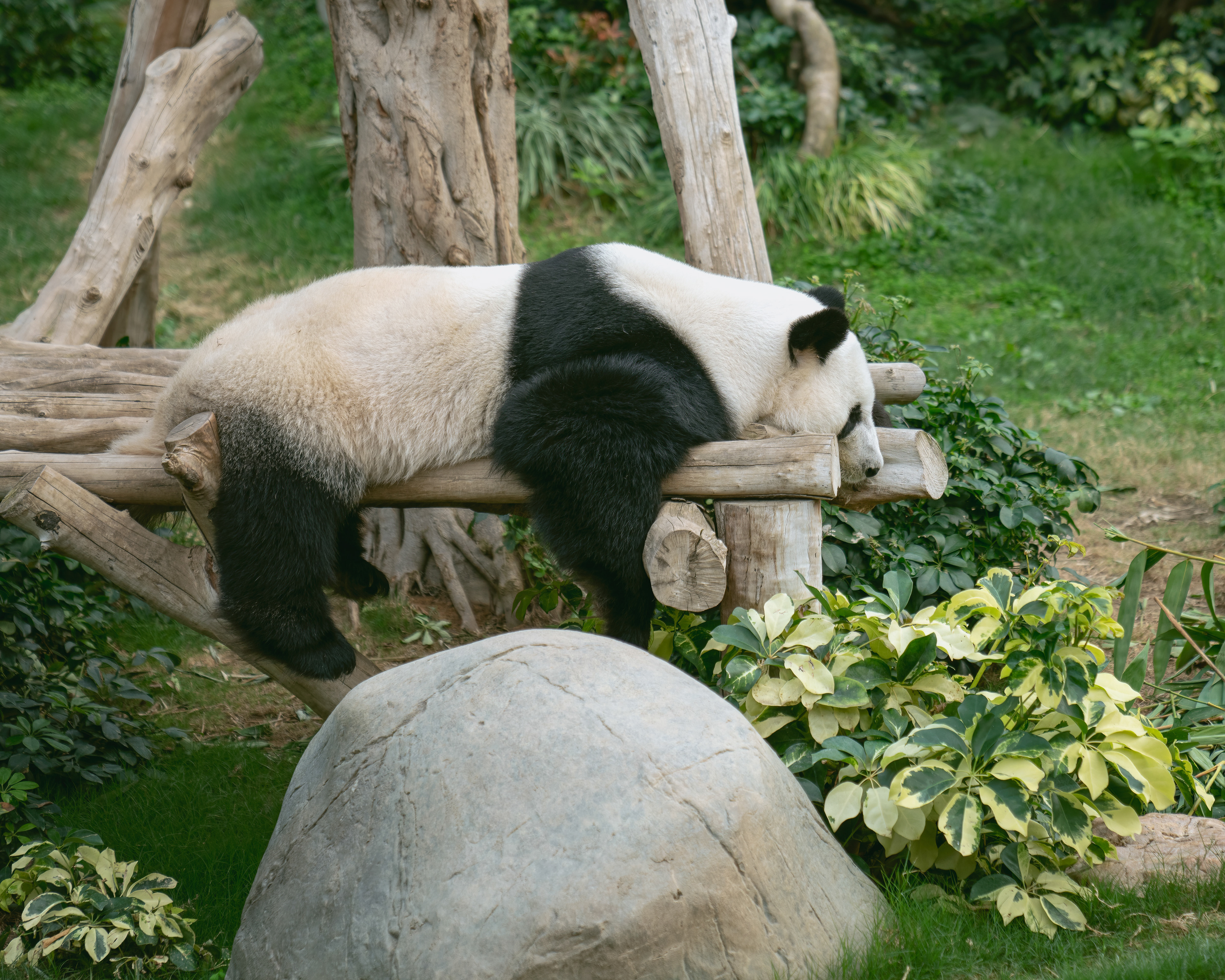 Panda, Ocean Park, Hong Kong