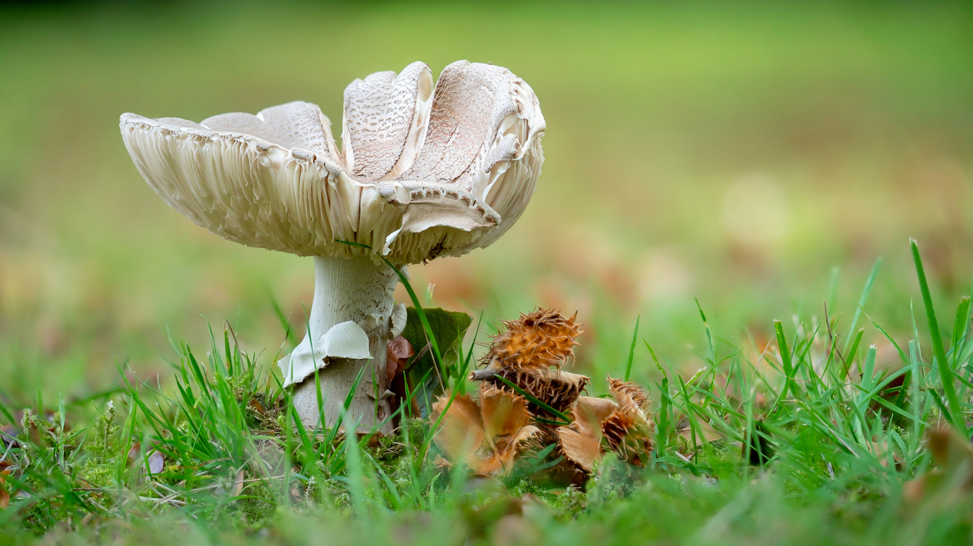 © fotoJAAP