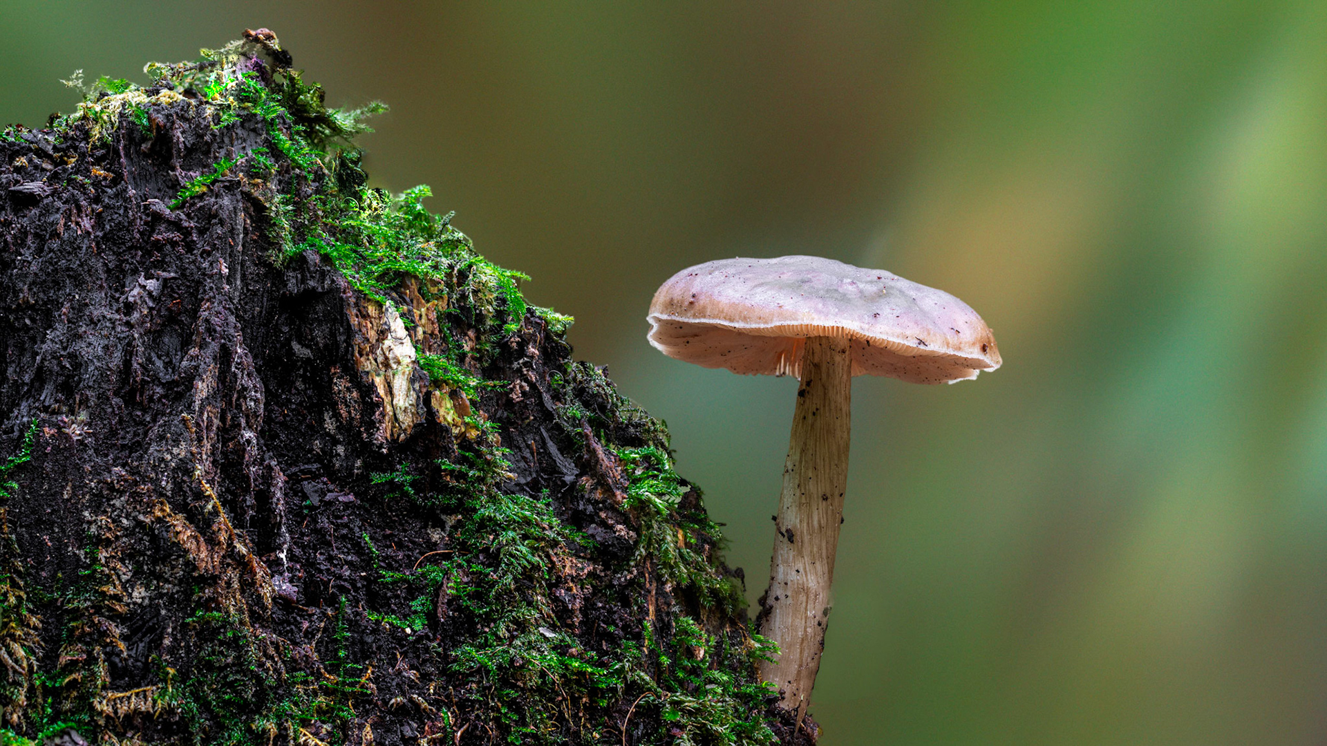 © fotoJAAP