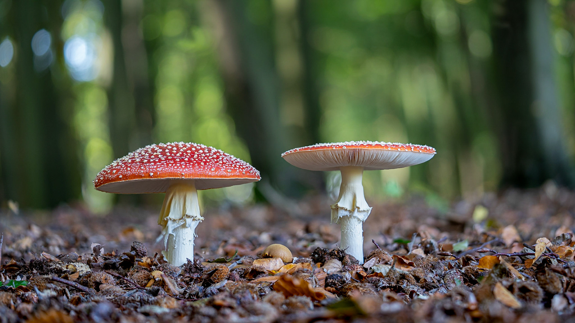 © fotoJAAP