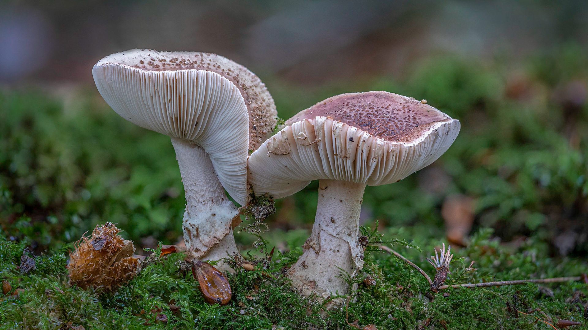 © fotoJAAP