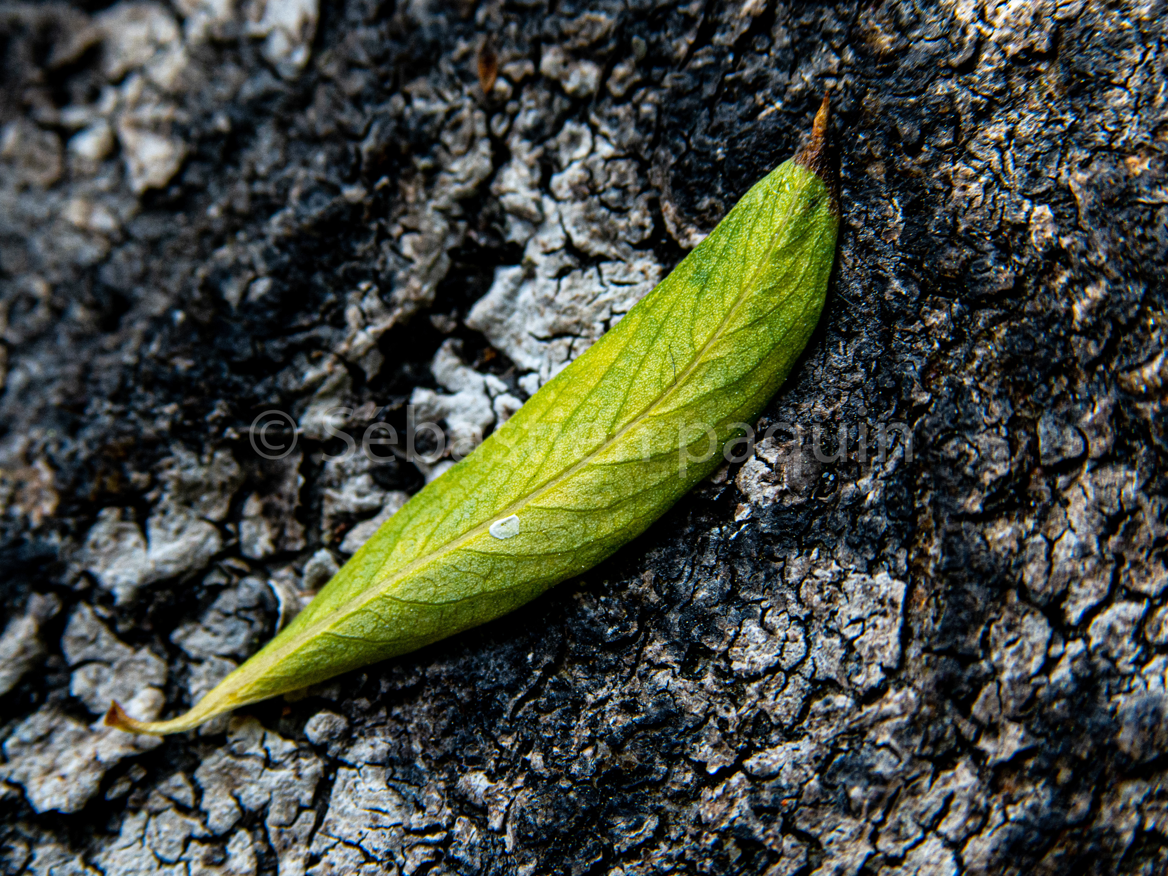 Petite feuille & roche