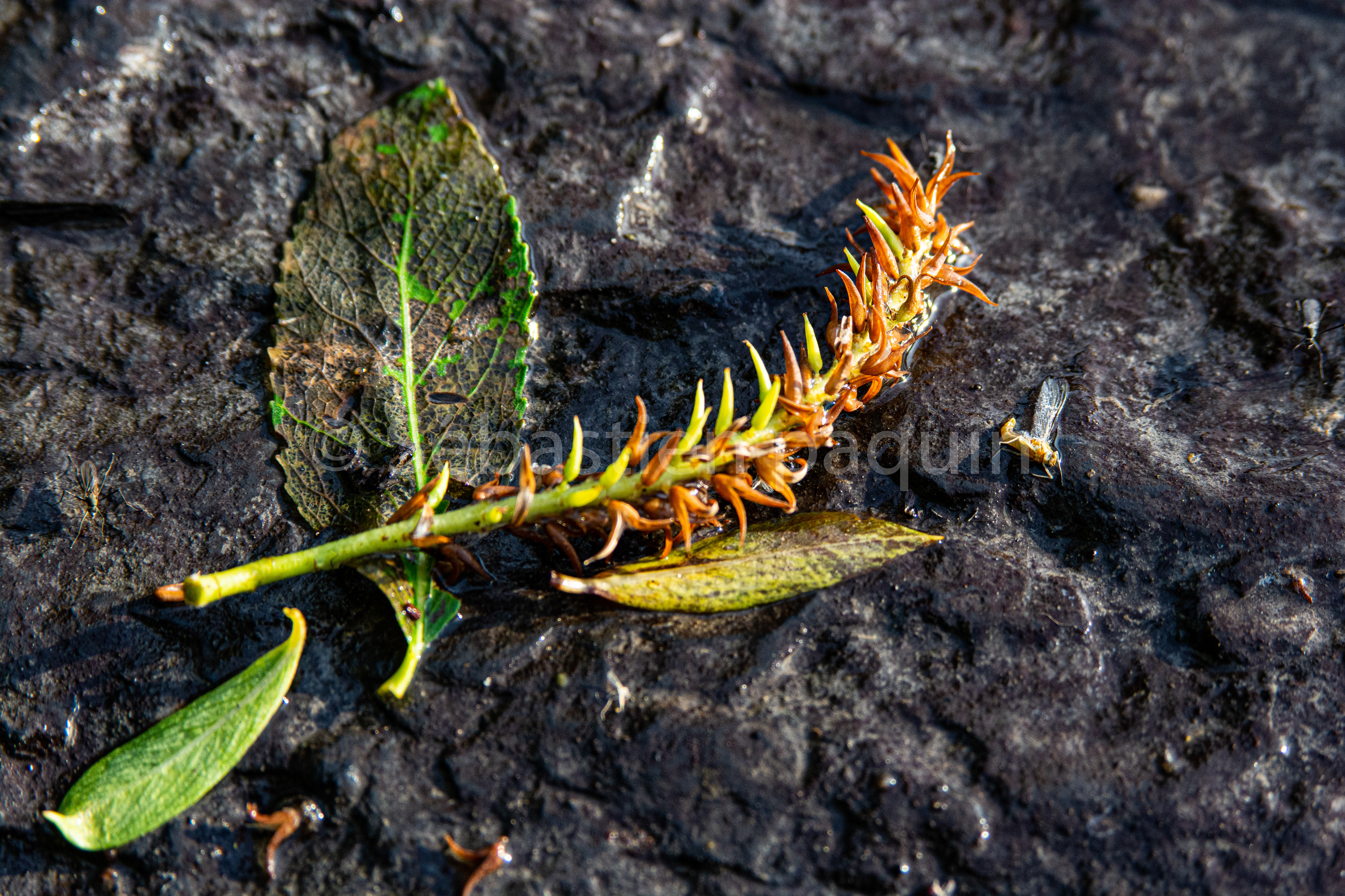 Feuille & brindille