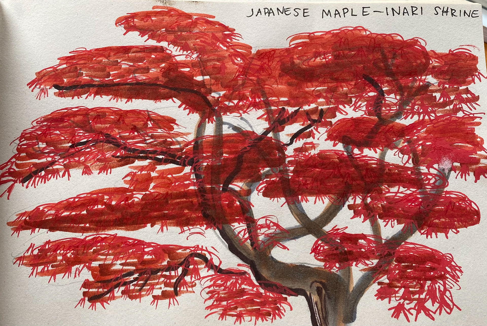 Japanese Maple, Inari Shrine, Brooklyn Botanical Gardens
