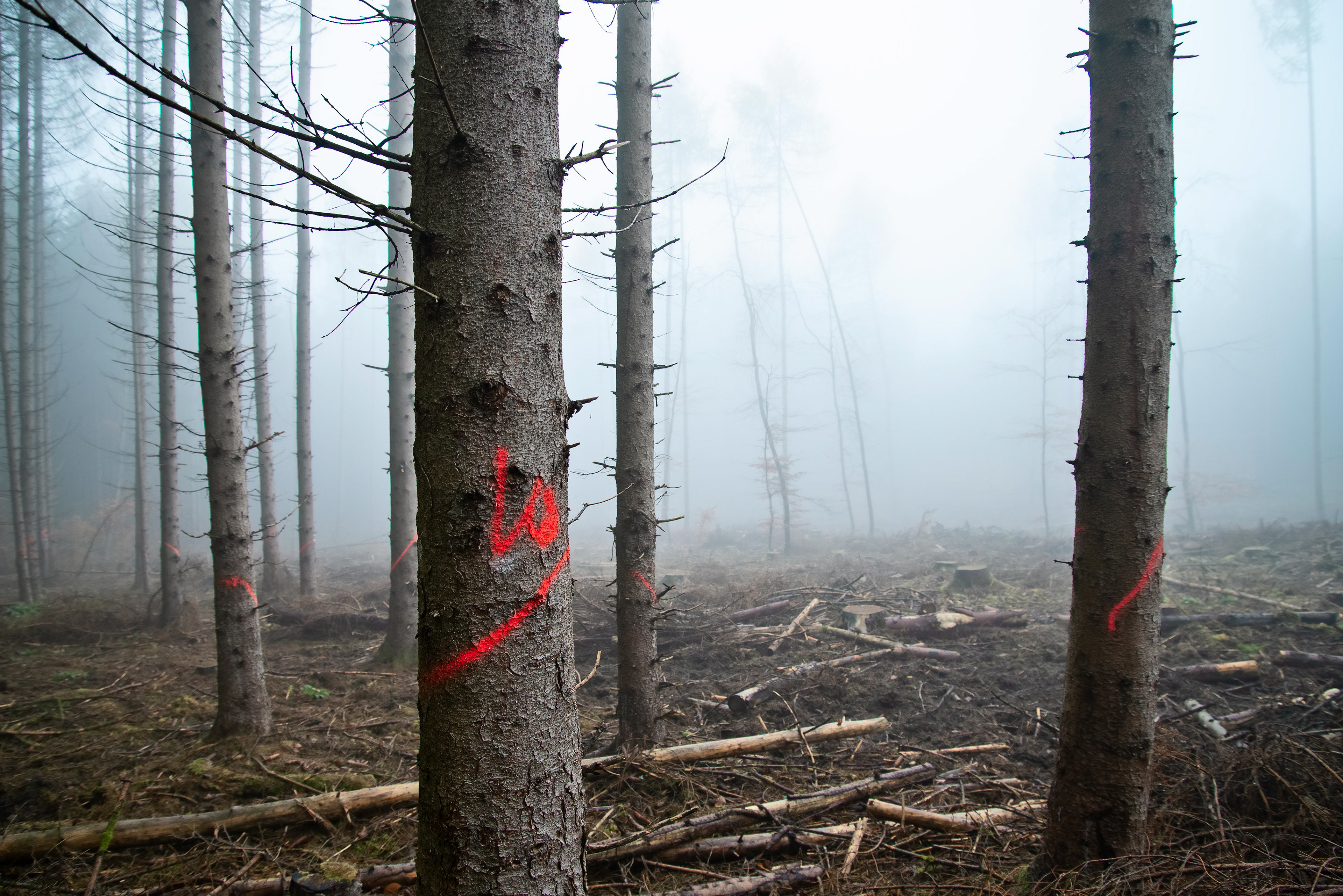 Waldstück mit für die Abholzung markierten Bäumen vor einer kahlgeschlagenen Fläche im Nebel.
