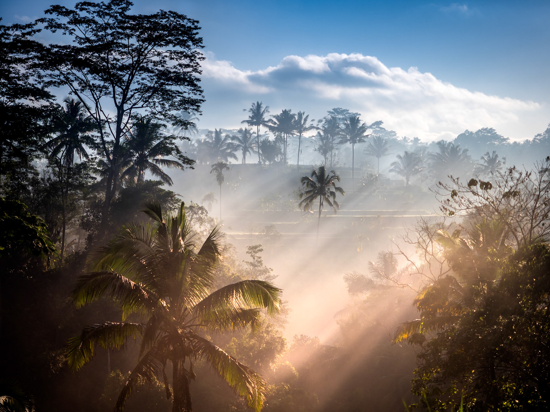 Morning Light