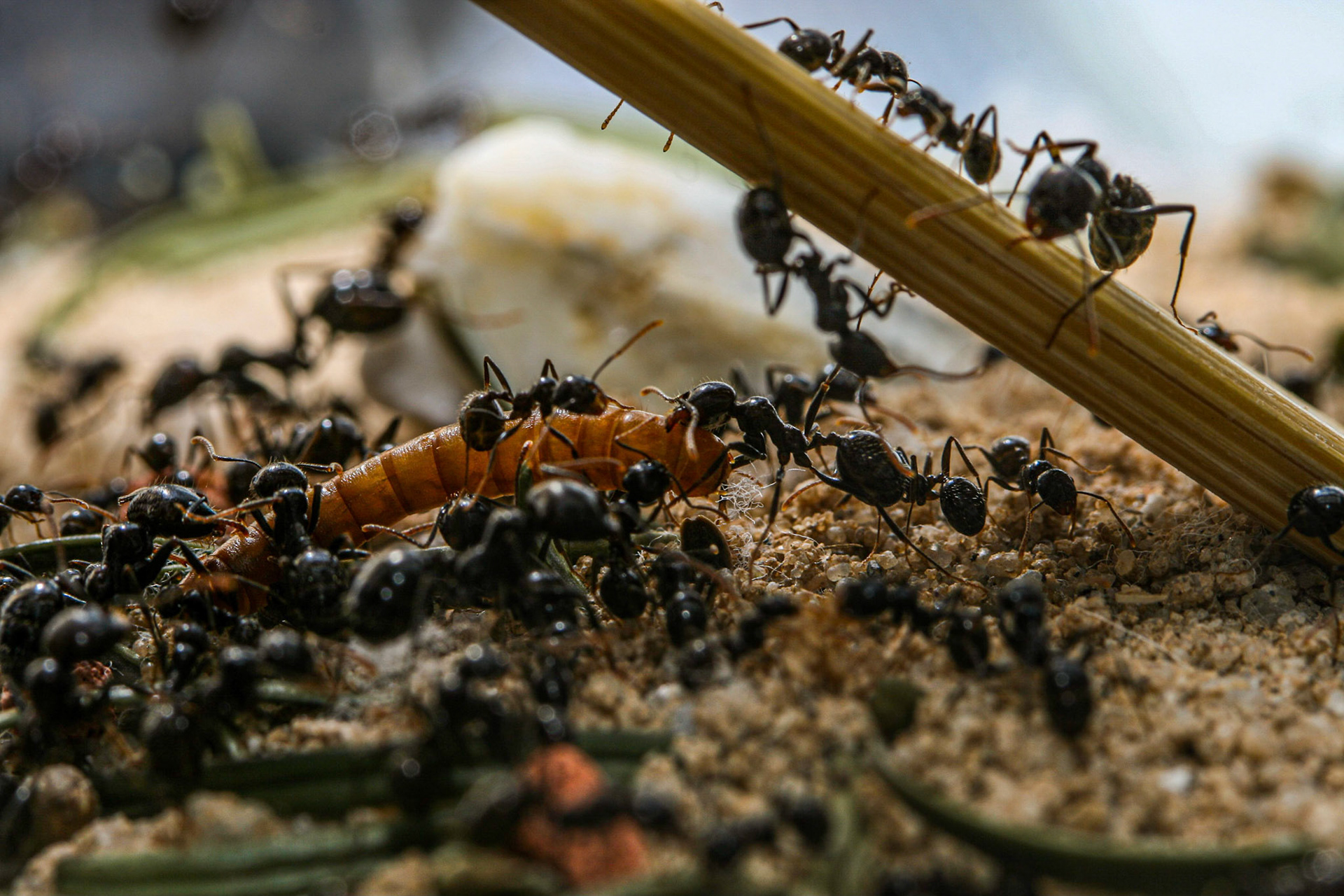 Roger Miguel Wahl Photography Messor barbarus (ant farm)