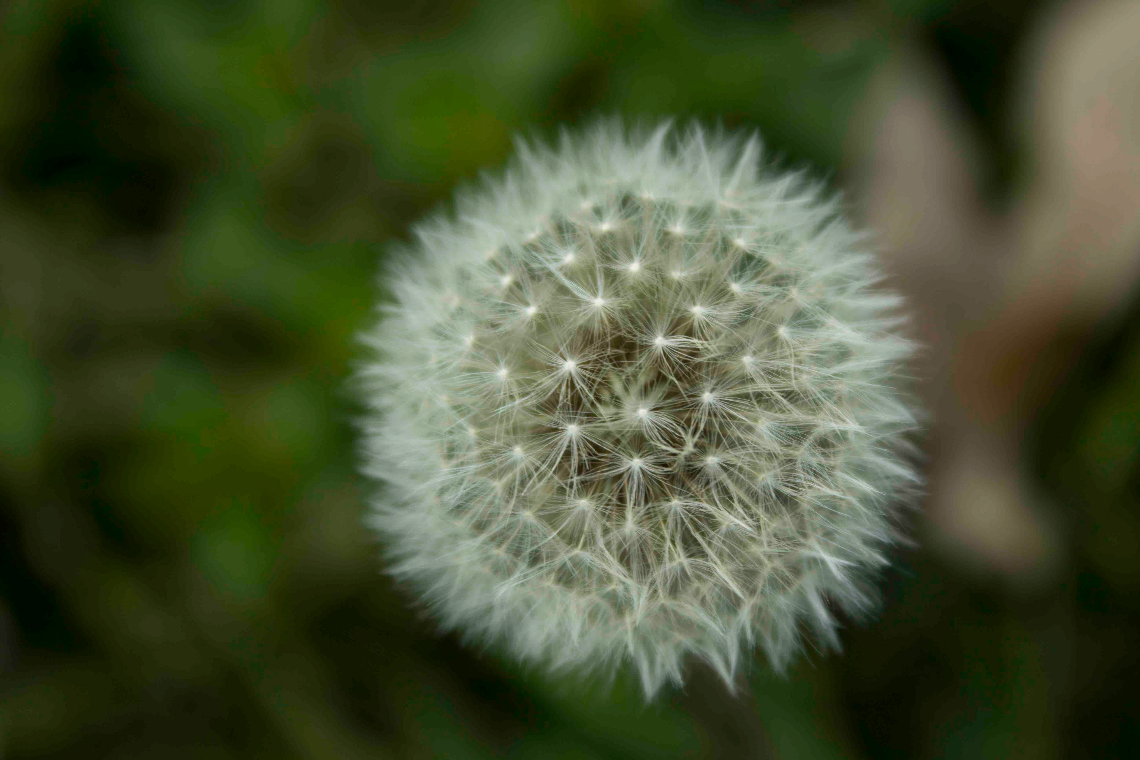 Macro shot of Dandelion
