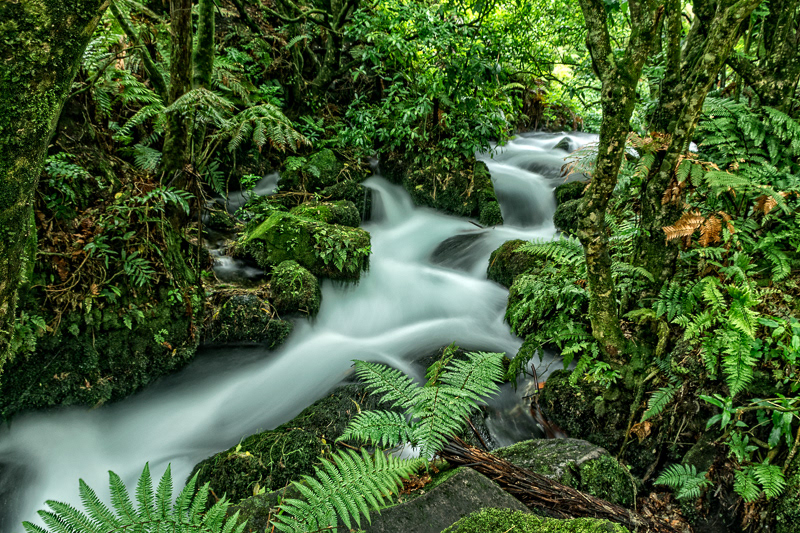 Te Waihou Walkway, Putaruru - Waikato