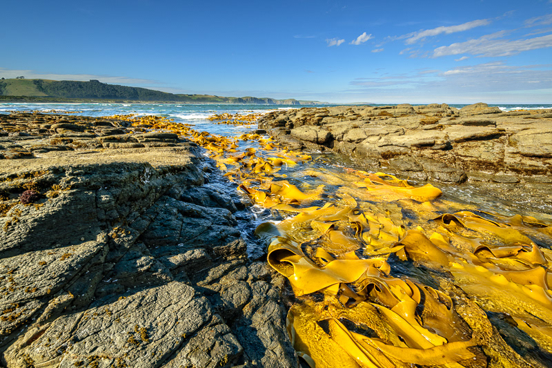 Kelp, Papatowai, Catlins - Otago