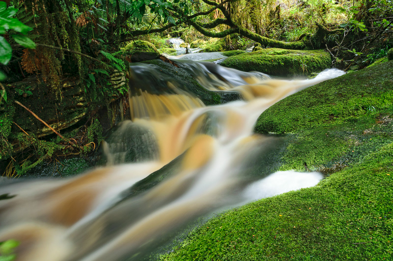 Stream, Oparara Arch Track, Kahurangi National Park - West Coast