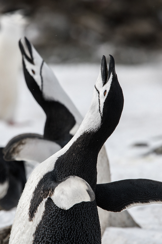 Chinstrap Penguin 2