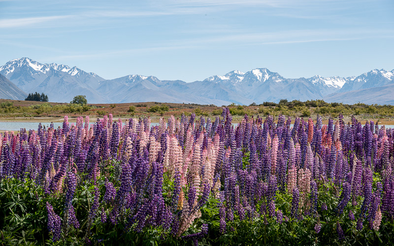 Lupins and the Southern Alps - Tekapo - Canterbury