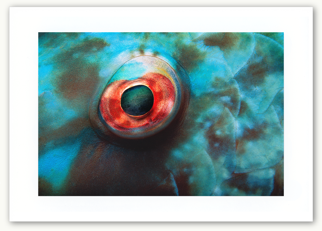 Steve Hanson Diver Photographer Parrotfish eye Art print Seven Seas Photos