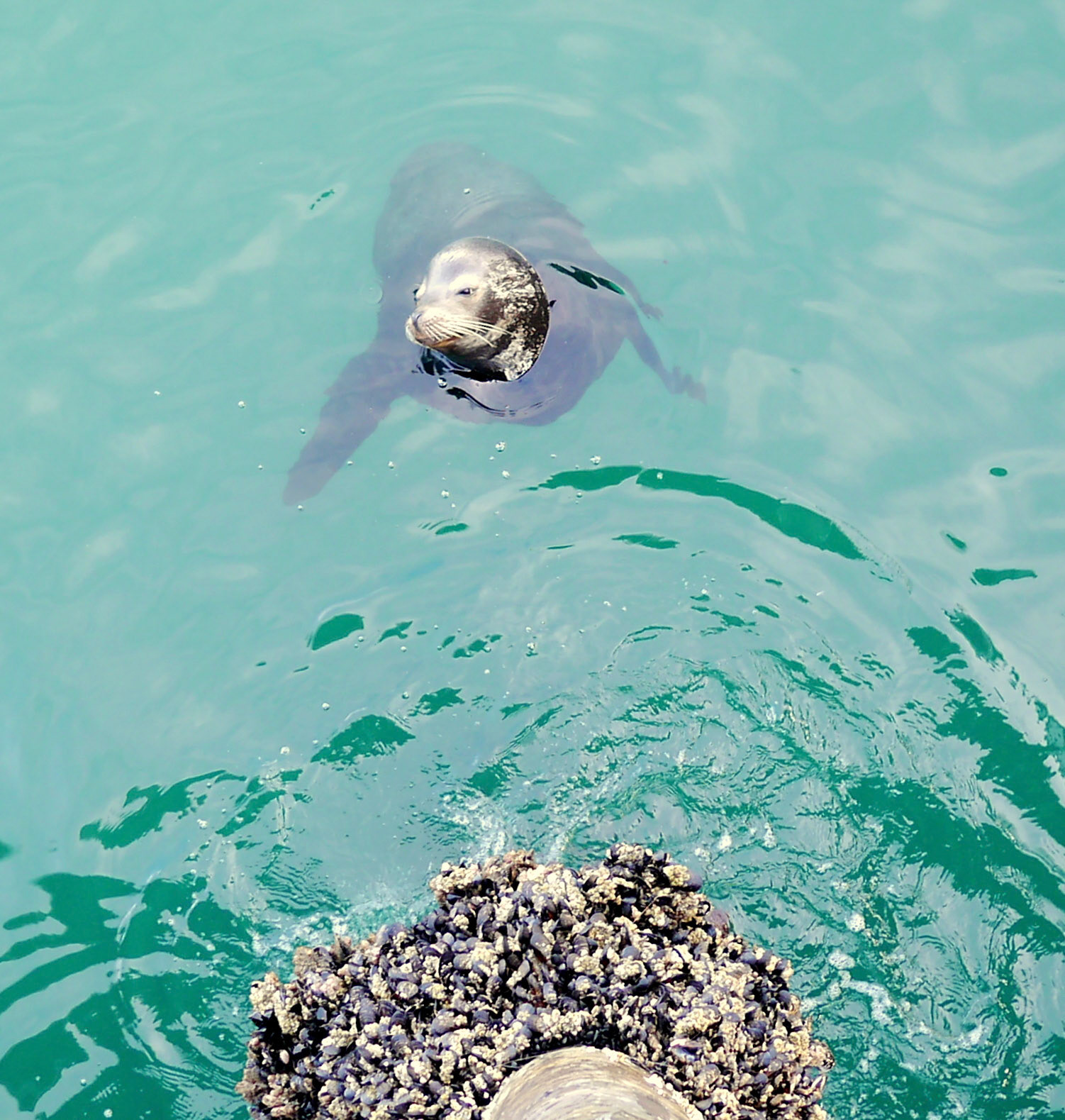 A scrounging sea lion