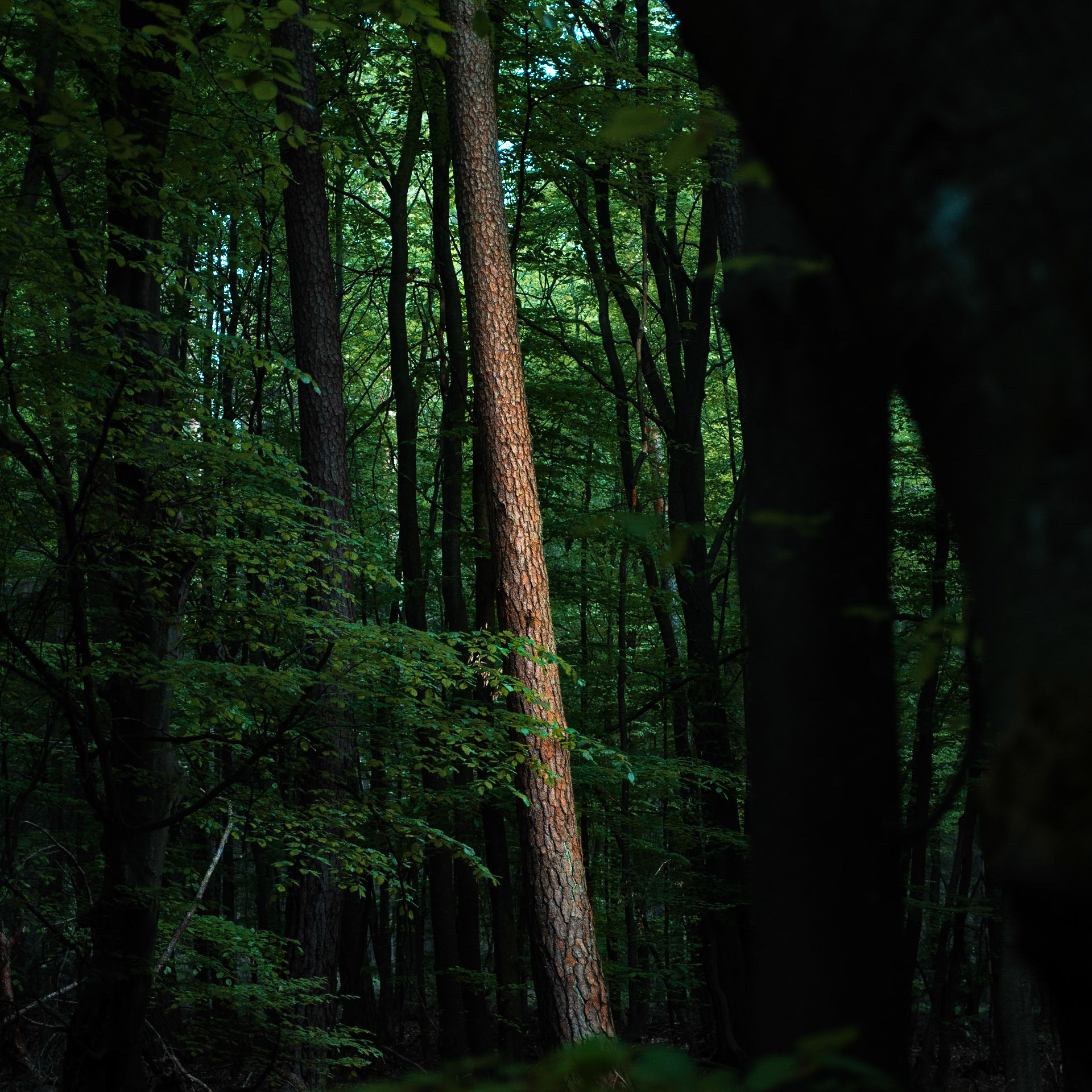 Taunus