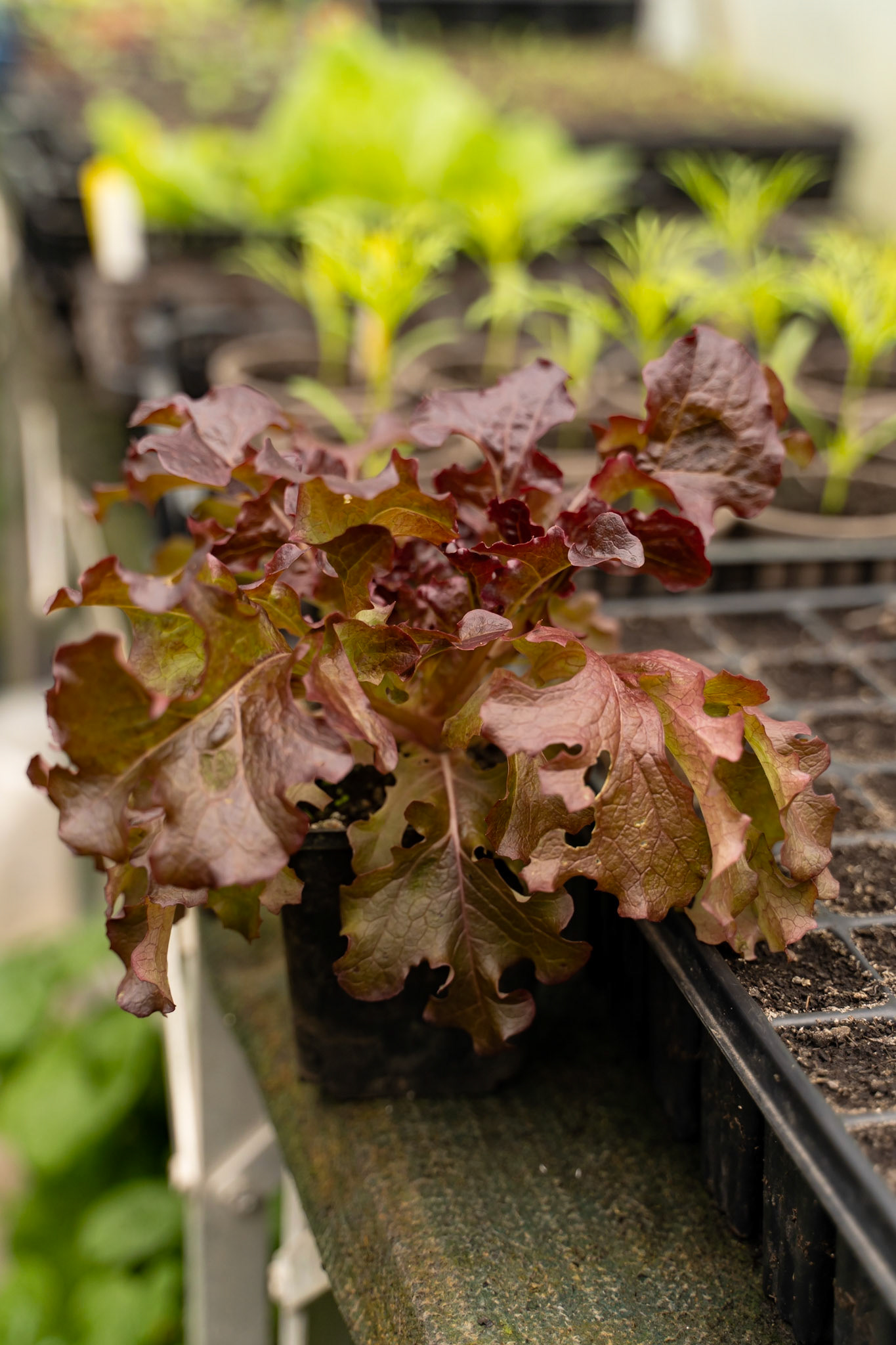 Josh Pratt | https://www.instagram.com/mrjoshpratt/