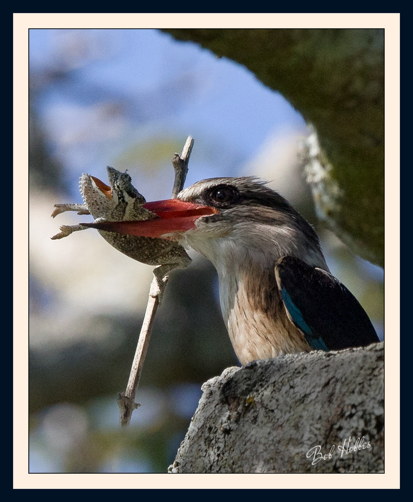 Brown-hooded Kingfisher