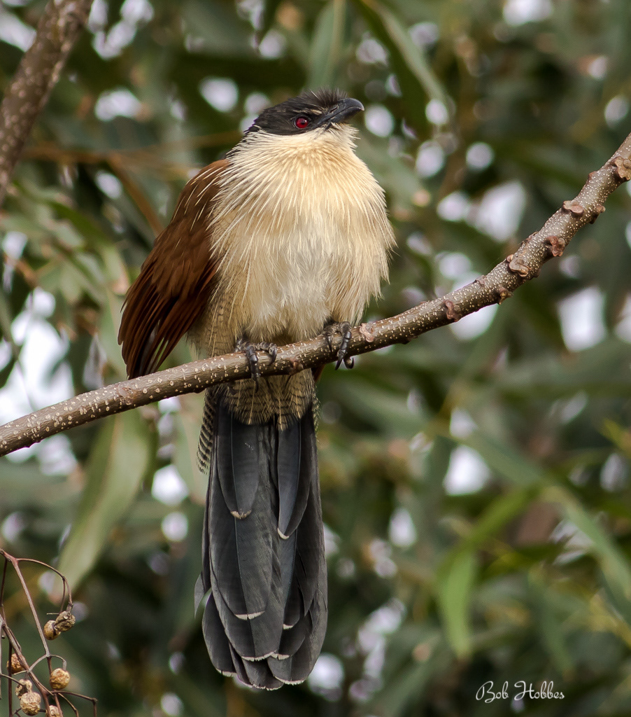Coucal