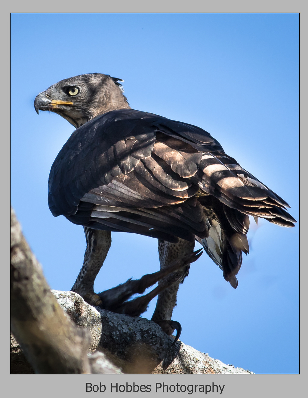 Crowned Eagle
