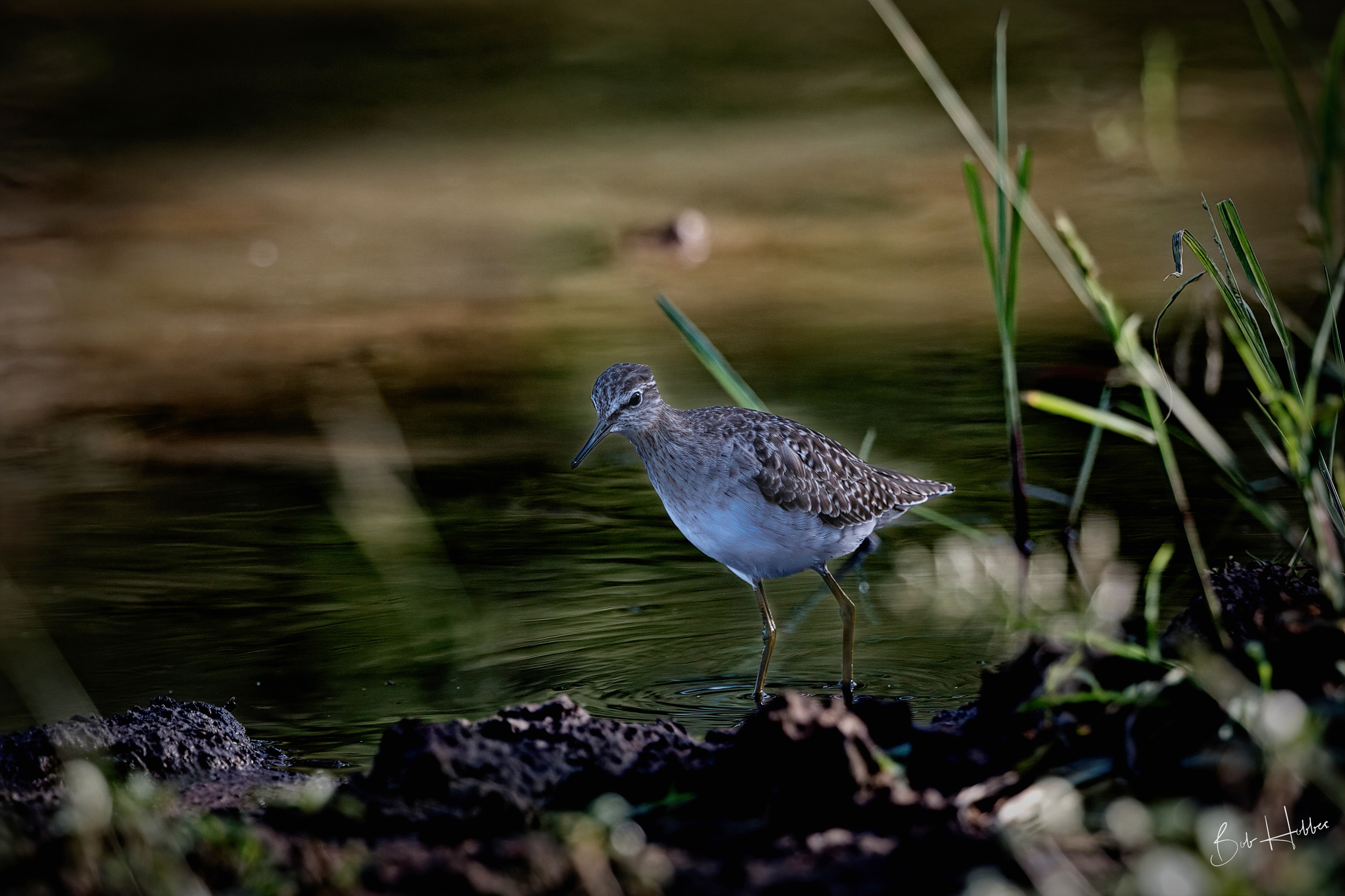 Wood Sandpiper at Imfolozi Game Reserve, KZN.. South Africa.
