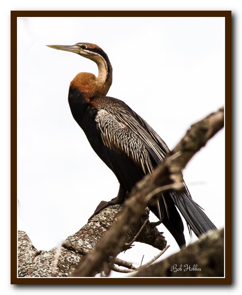 Darter