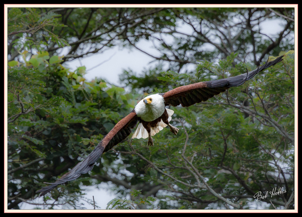 Fish-Eagle